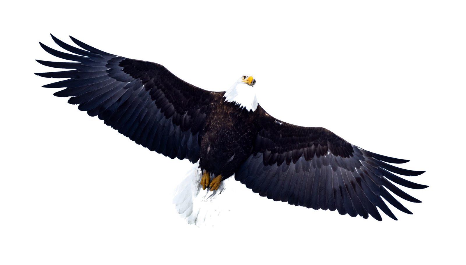 A bald eagle soaring with its wings fully spread